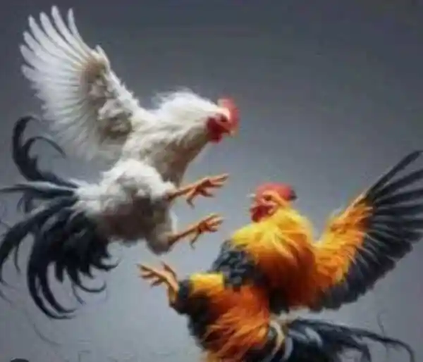 Judi Sabung Ayam di Selorejo: Aroma Uang dan Kuasa, Hukum Tinggal Nama di Tulungagung