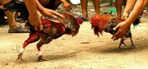 Perjudian Menguasai, Hukum Menghilang: Potret Buram Tulungagung