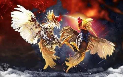 Praktik Judi Sabung Ayam di Wonocatur Terus Menjamur, Aparat Dianggap Tutup Mata, Pelaku Terancam Pasal Berat