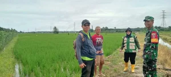 Babinsa dan PPL Dampingi Poktan, Tingkatkan Produktivitas Pertanian di Wilayah Binaan