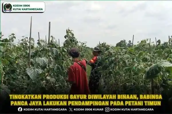 Tingkatkan Produksi Sayur Diwilayah Binaan, Babinsa Panca Jaya Lakukan Pendampingan Pada Petani Timun