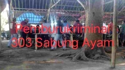 Karangtalun Darurat Judi: Bandar Sabung Ayam Inisial TP Kebal Hukum?