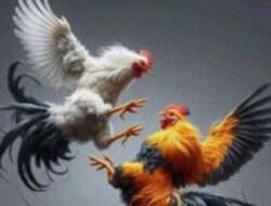 Judi Sabung Ayam di Selorejo: Aroma Uang dan Kuasa, Hukum Tinggal Nama di Tulungagung