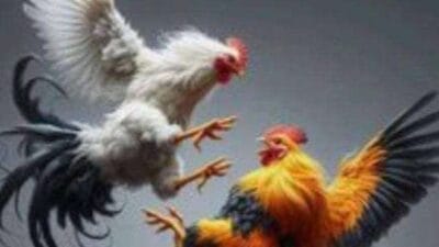 Judi Sabung Ayam di Selorejo: Aroma Uang dan Kuasa, Hukum Tinggal Nama di Tulungagung