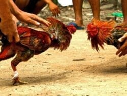 Perjudian Menguasai, Hukum Menghilang: Potret Buram Tulungagung