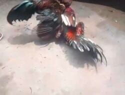 Resahkan Warga, Sabung Ayam di Mojokerto Terus Marak: ‘Polisi Seperti Tak Peduli