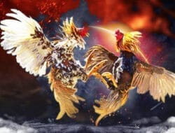 Praktik Judi Sabung Ayam di Wonocatur Terus Menjamur, Aparat Dianggap Tutup Mata, Pelaku Terancam Pasal Berat