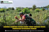 Babinsa Dampingi Petani Panen Tomat Sebagai Upaya Penguatan Ketahanan Pangan