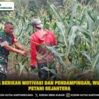 Babinsa Berikan Motivasi dan Pendampingan, Wujudkan Petani Sejahtera