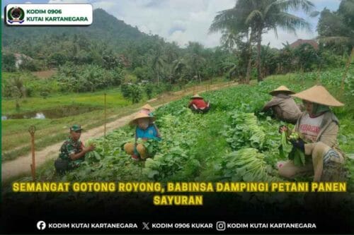 Semangat Gotong Royong, Babinsa Dampingi Petani Panen Sayuran