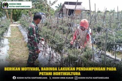 Berikan Motivasi, Babinsa Lakukan Pendampingan Pada Petani Hortikultura