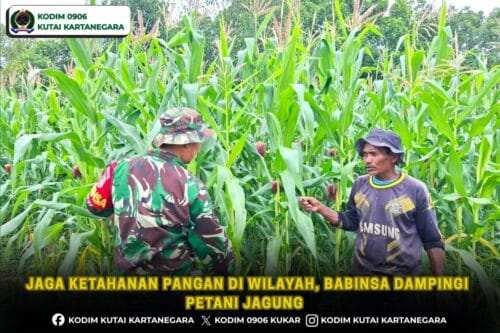 Jaga Ketahanan Pangan Di Wilayah, Babinsa Dampingi Petani Jagung
