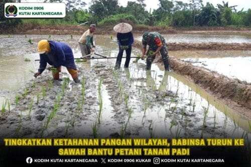 Tingkatkan Ketahanan Pangan Wilayah, Babinsa Turun ke Sawah Bantu Petani Tanam Padi
