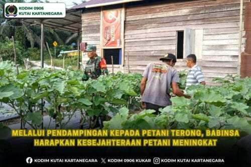 Melalui Pendampingan kepada Petani Terong, Babinsa Harapkan Kesejahteraan Petani Meningkat