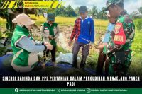 Sinergi Babinsa dan PPL Pertanian dalam Pengubinan Menjelang Panen Padi